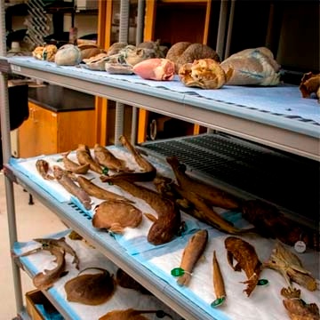 Plastination Storage